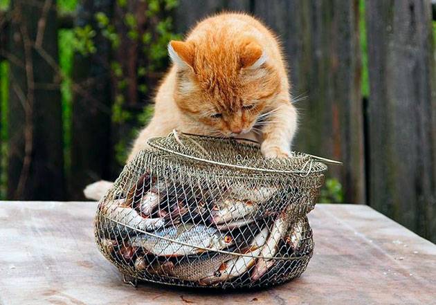 Какую рыбу давать кошке сырую или вареную