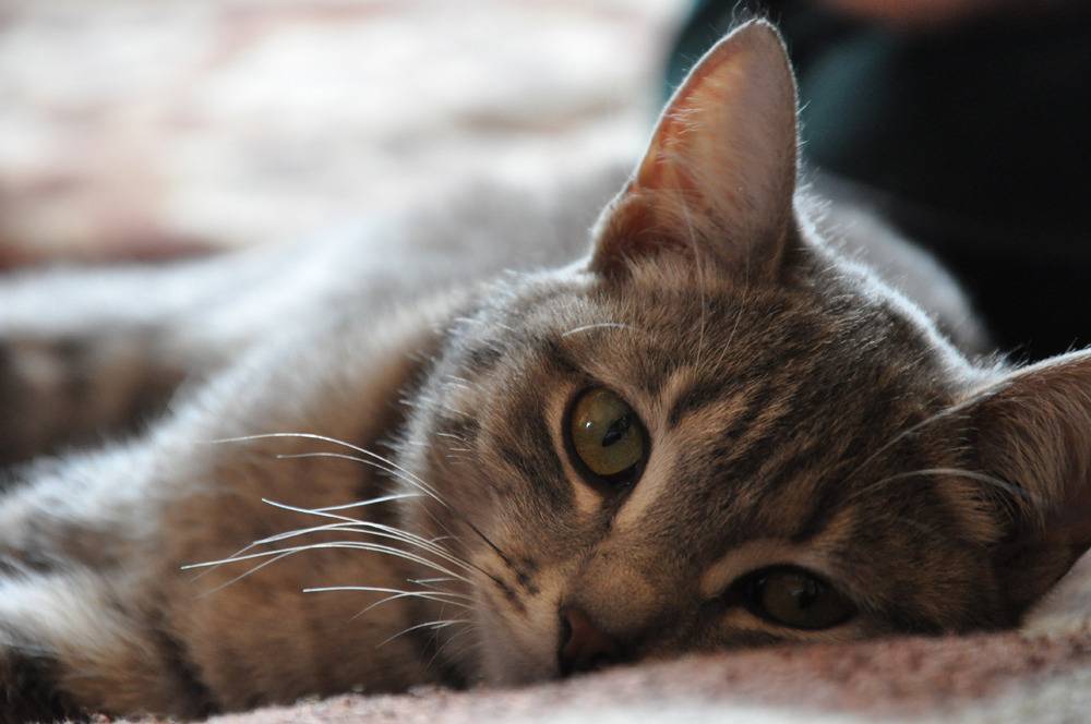 Появление власоедов у кошек: основные симптомы и признаки, лечение инсектицидными препаратами