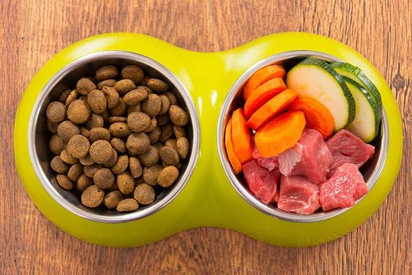 Чем кормить кошку мясом или кормом