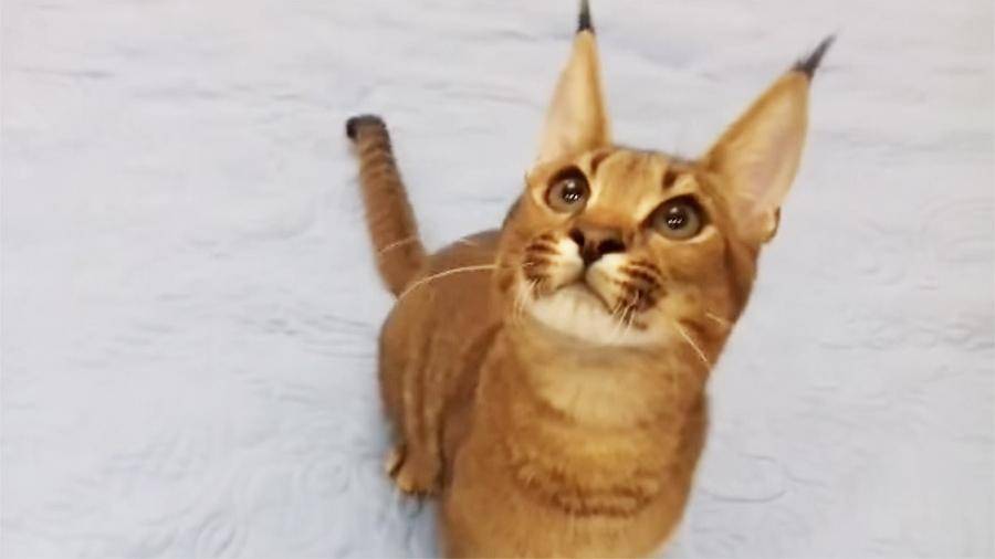 Порода кошки на рысь похожа на кошку