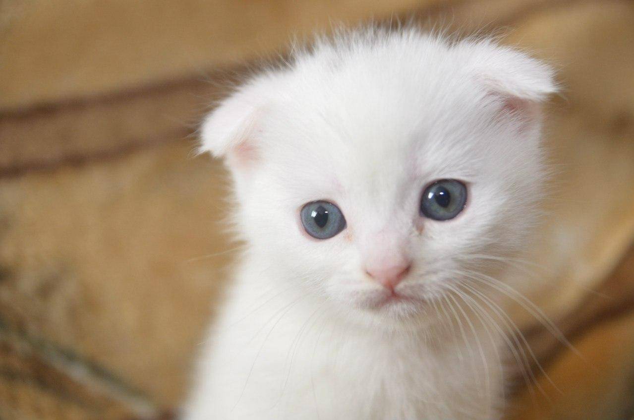 Белые шотландские кошки с голубыми глазами порода thumbnail