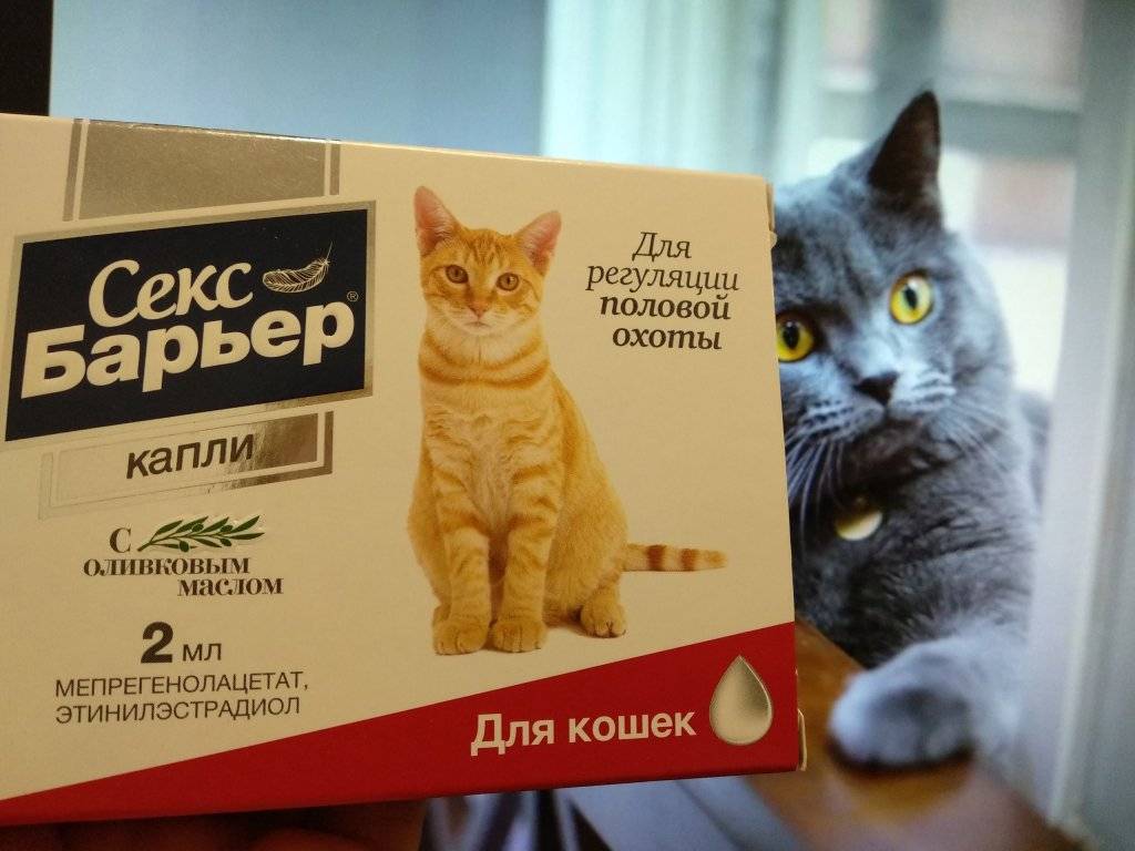 Как давать препарат Провера для кошек