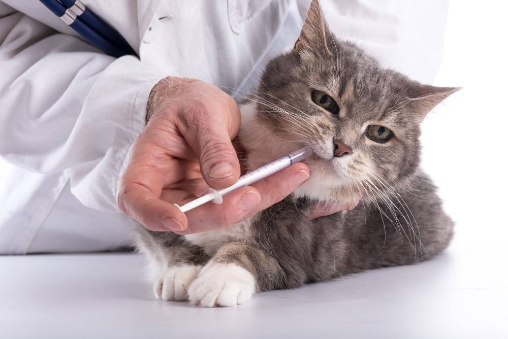 Во сколько глистогонят котят и делают прививки