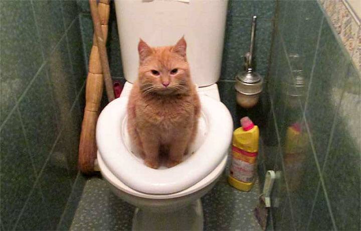 Что делать если котенок не может сходить в туалет по большому