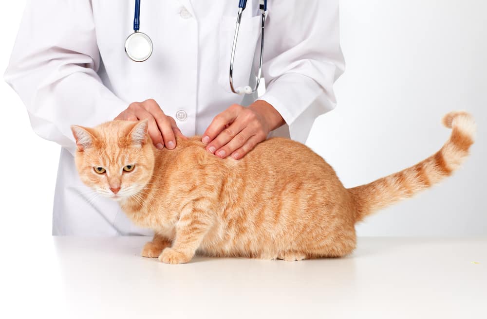 Власоеды у кошек лечение в домашних