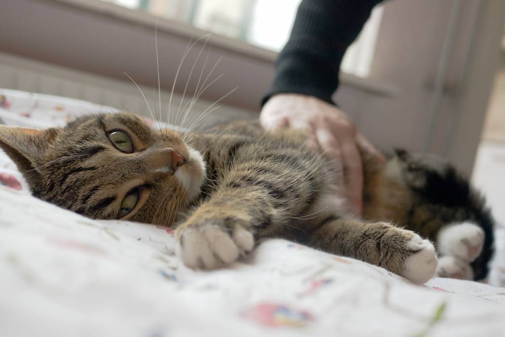 Лечение пищевого отравления у кота в домашних условиях