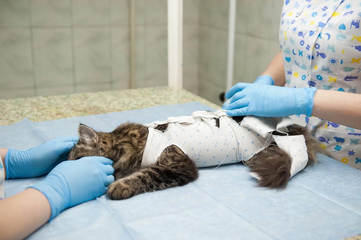 Если не стерилизовать кошку то какие проблемы со здоровьем
