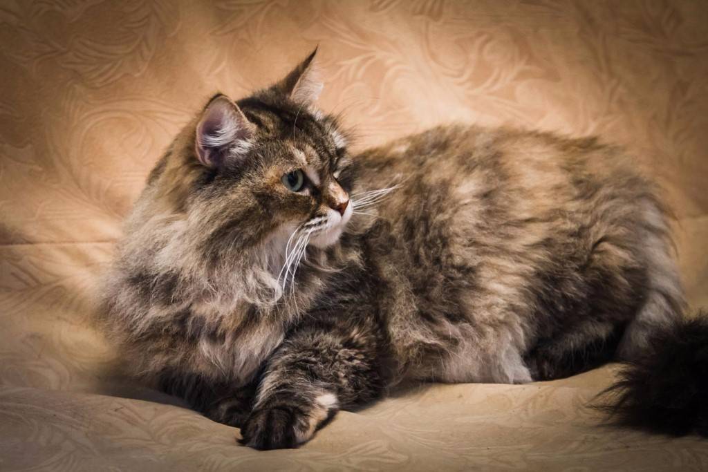Сибирские коты описание породы характер и уход