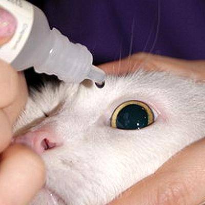 Лечение глаз у кошек капли