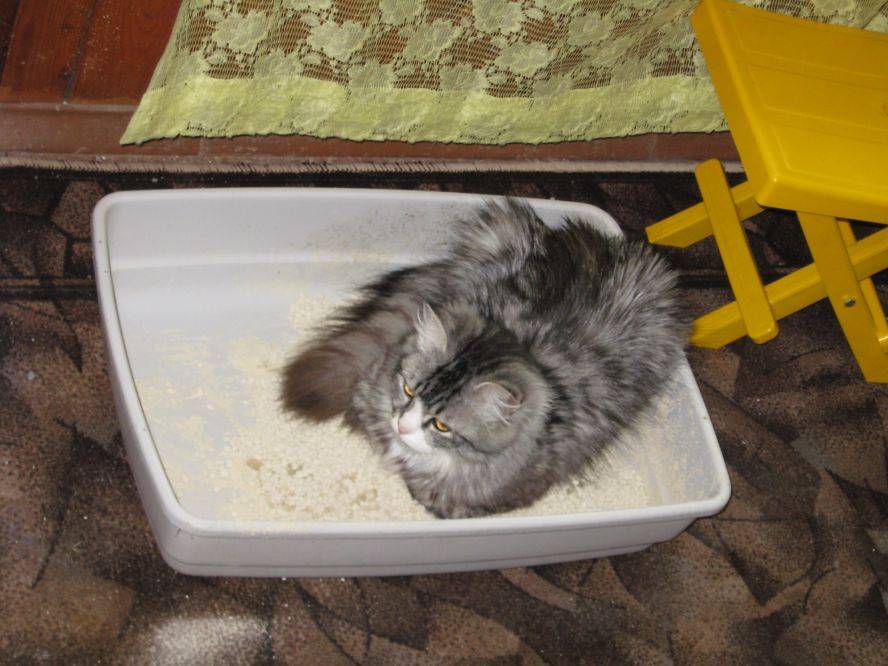 Проблемы с мочеиспусканием у котов лечение в домашних условиях