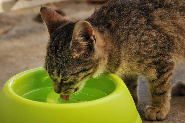 Кот не ест не пьет рвота пеной