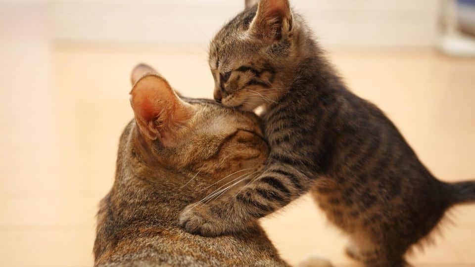 Дружба кошки и котёнка: примеры разных возрастов, примирение к чужому