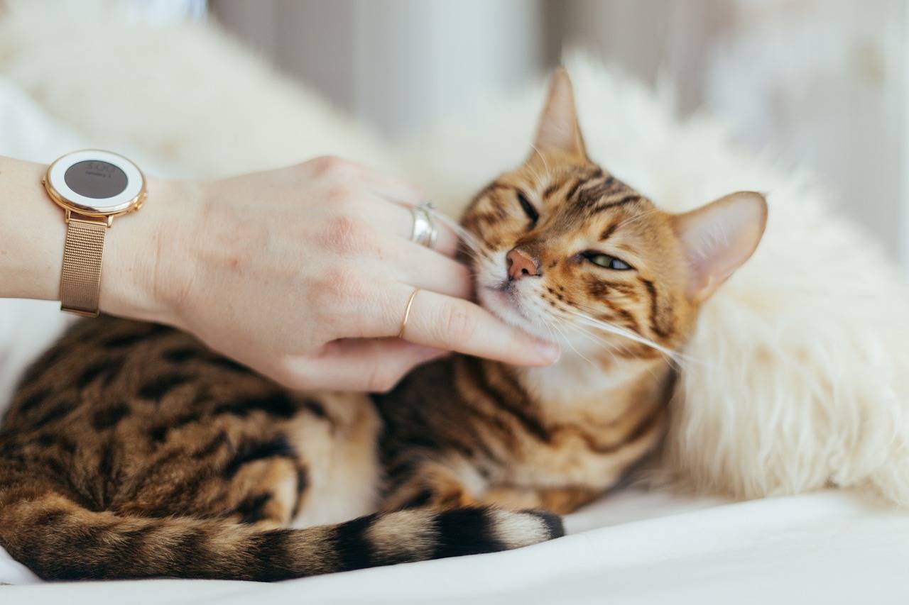 Как вылечить власоеда у кошки в домашних условиях