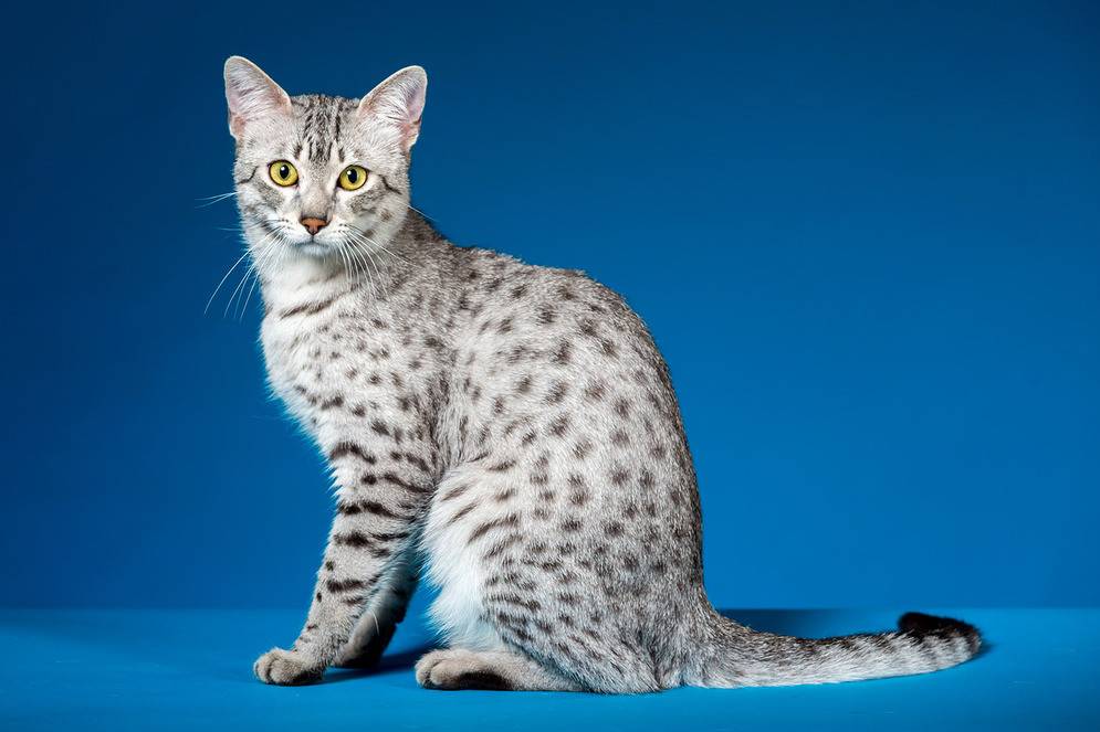Как называется порода кошки похожая на рысь с кисточками