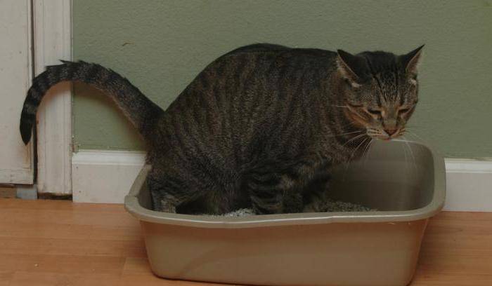 Кот не может сходить в туалет по маленькому домашнее лечение