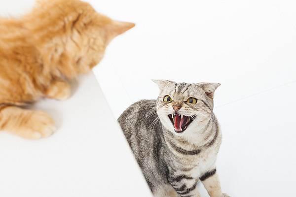 Как подружить в одной квартире взрослых кота и кошку полезные советы