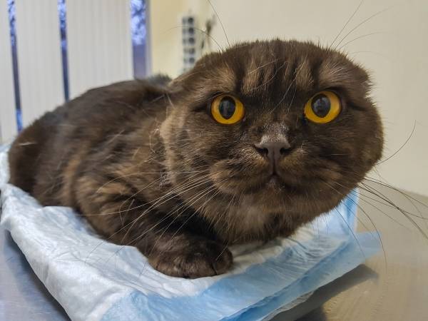 Кот или кошка писает кровью: с чем связано ее наличие в моче и как лечить животное