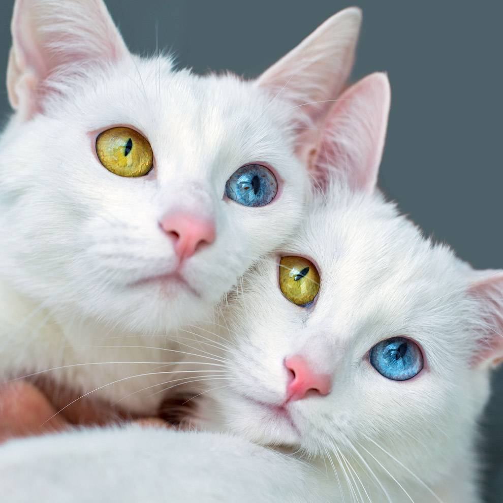 Как называется порода кошки с разными глазами