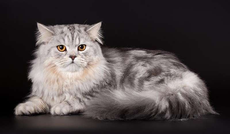 Шотландская кошка прямоухая длинношерстная кошка фото описание породы