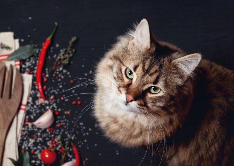 Кошка отказывается от еды причины симптомы болезни