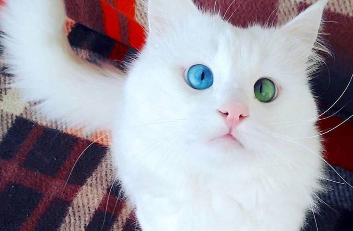 Разные цвет глаз у кошек это болезнь