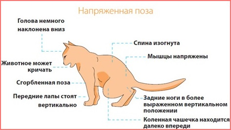 Лечение гематурии у кошек в домашних условиях