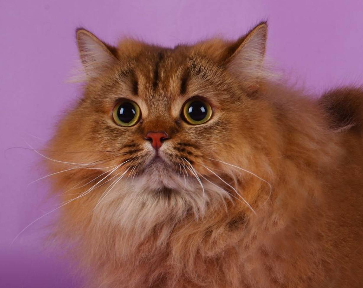 Шотландская длинношерстная кошка описание породы характер