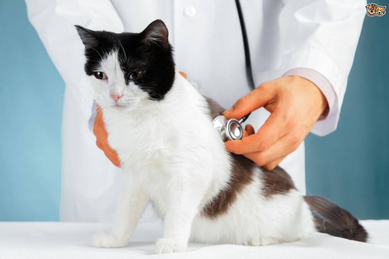 Геморрой у кошки лечение в домашних