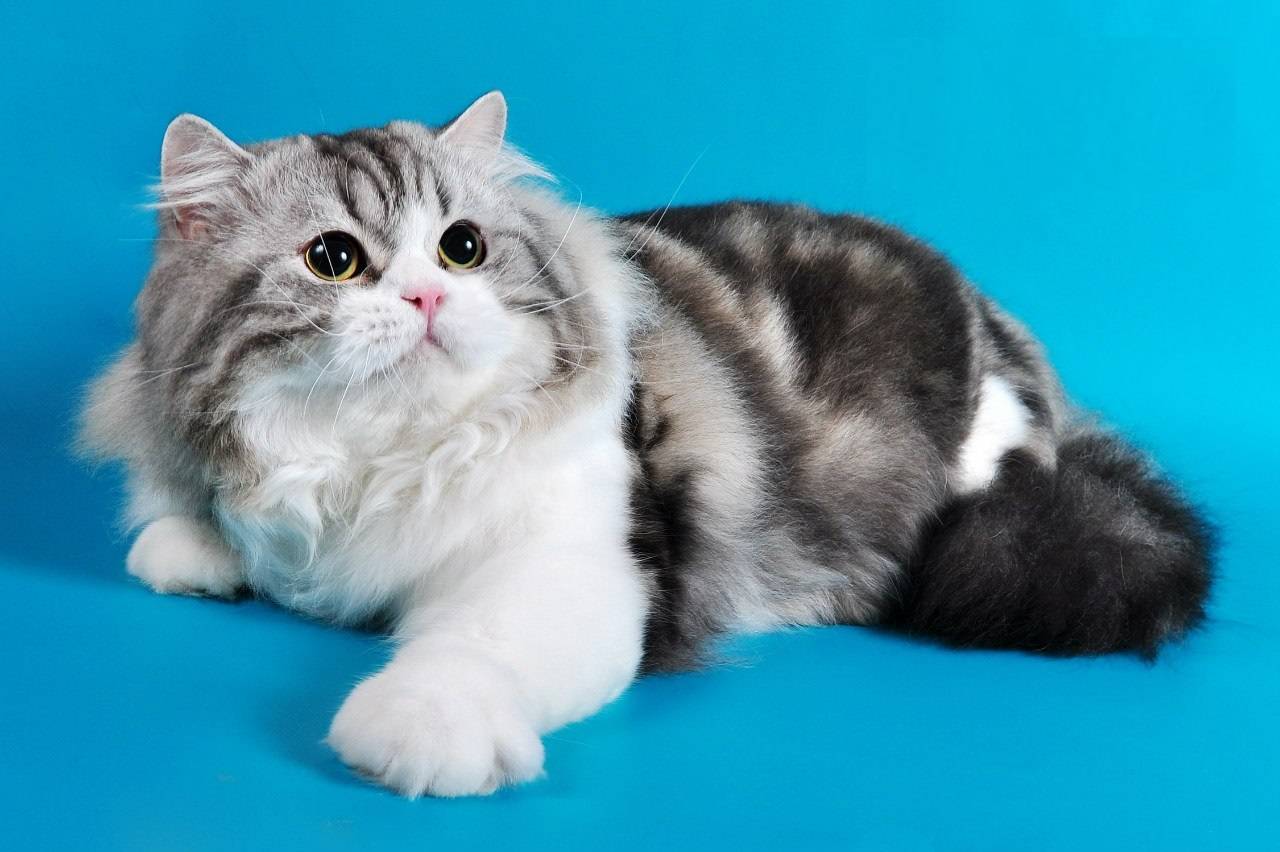 Порода кошек шотландская длинношерстная прямоухая порода