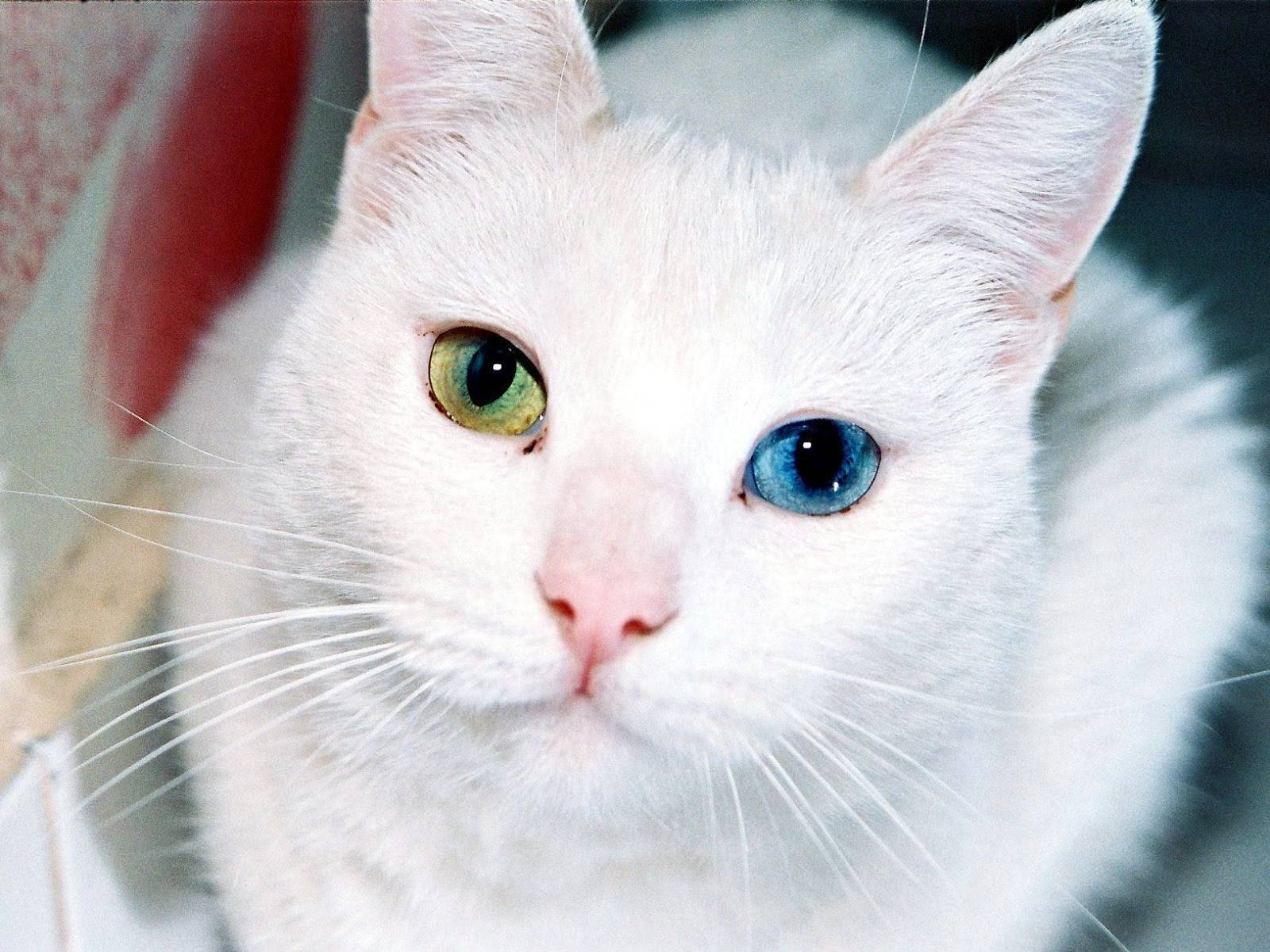 Разные цвет глаз у кошек это болезнь