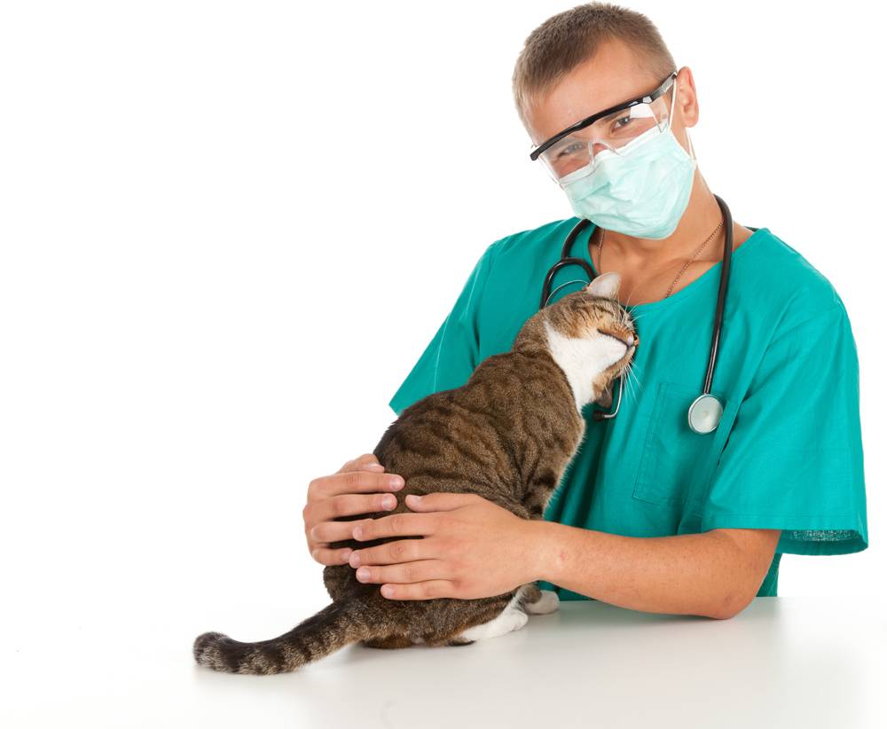 Геморрой у кошки лечение в домашних