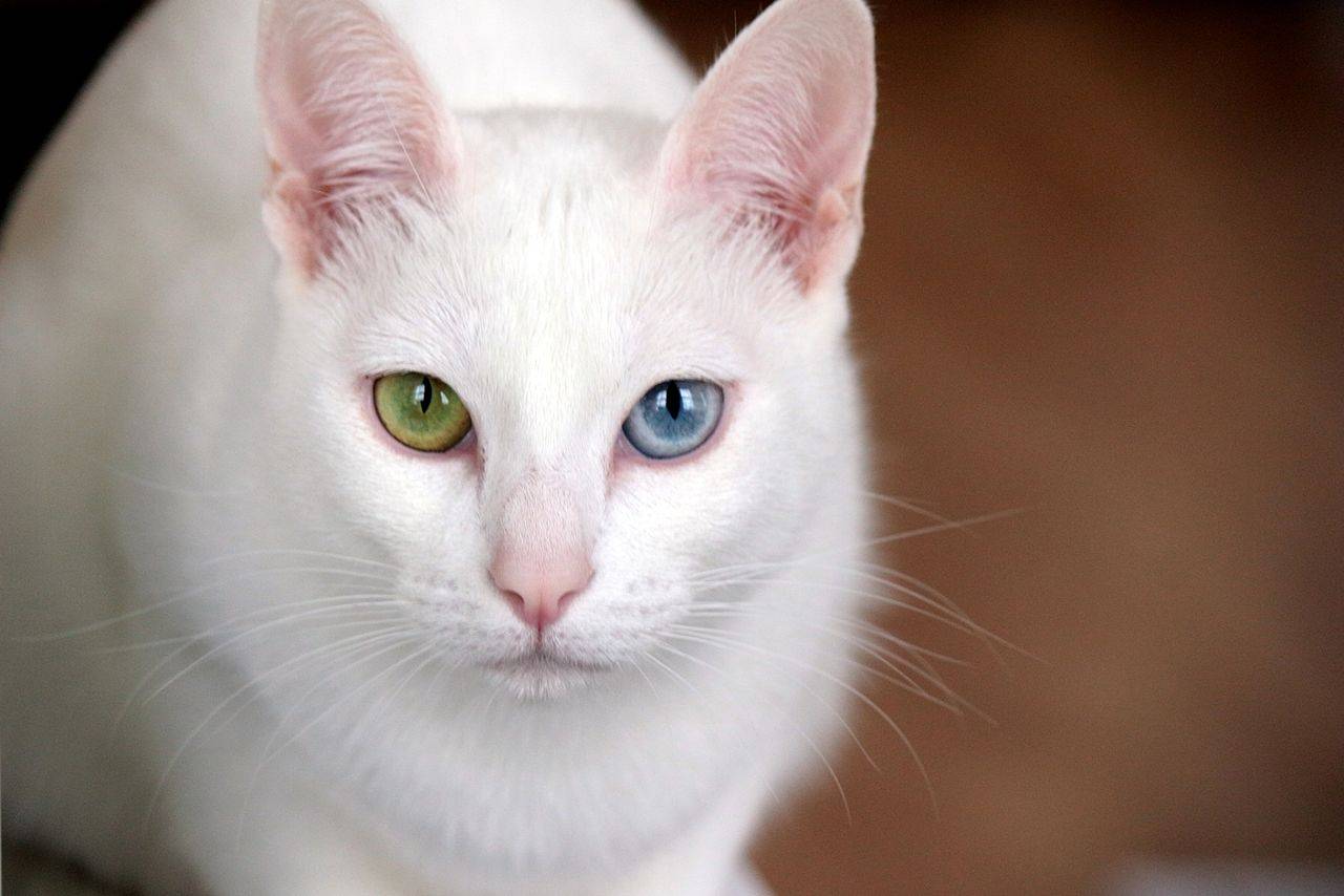 Как называется порода кошки с разными глазами