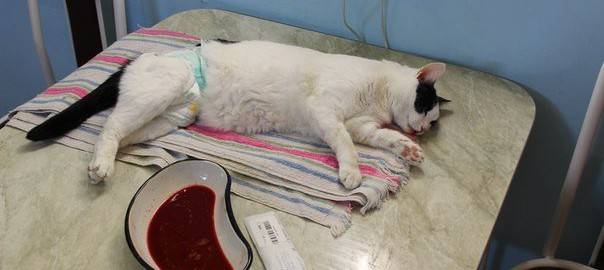 Моча с кровью у кошек лечение в домашних условиях