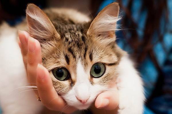 Симптомы лямблиоза у кошек Схема лечения при лямблиозе у кошек