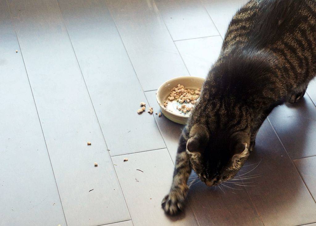 Почему кошка пытается закопать корм
