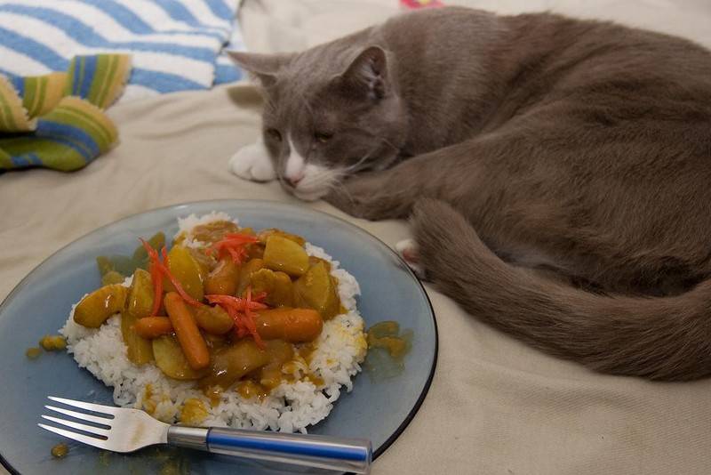 Британская порода кошек закапывают еду перед тем как ее поесть