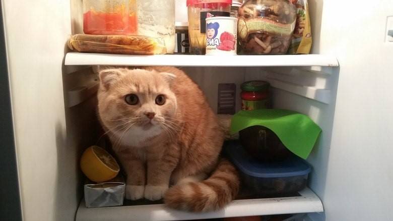 Почему кошка зарывает корм