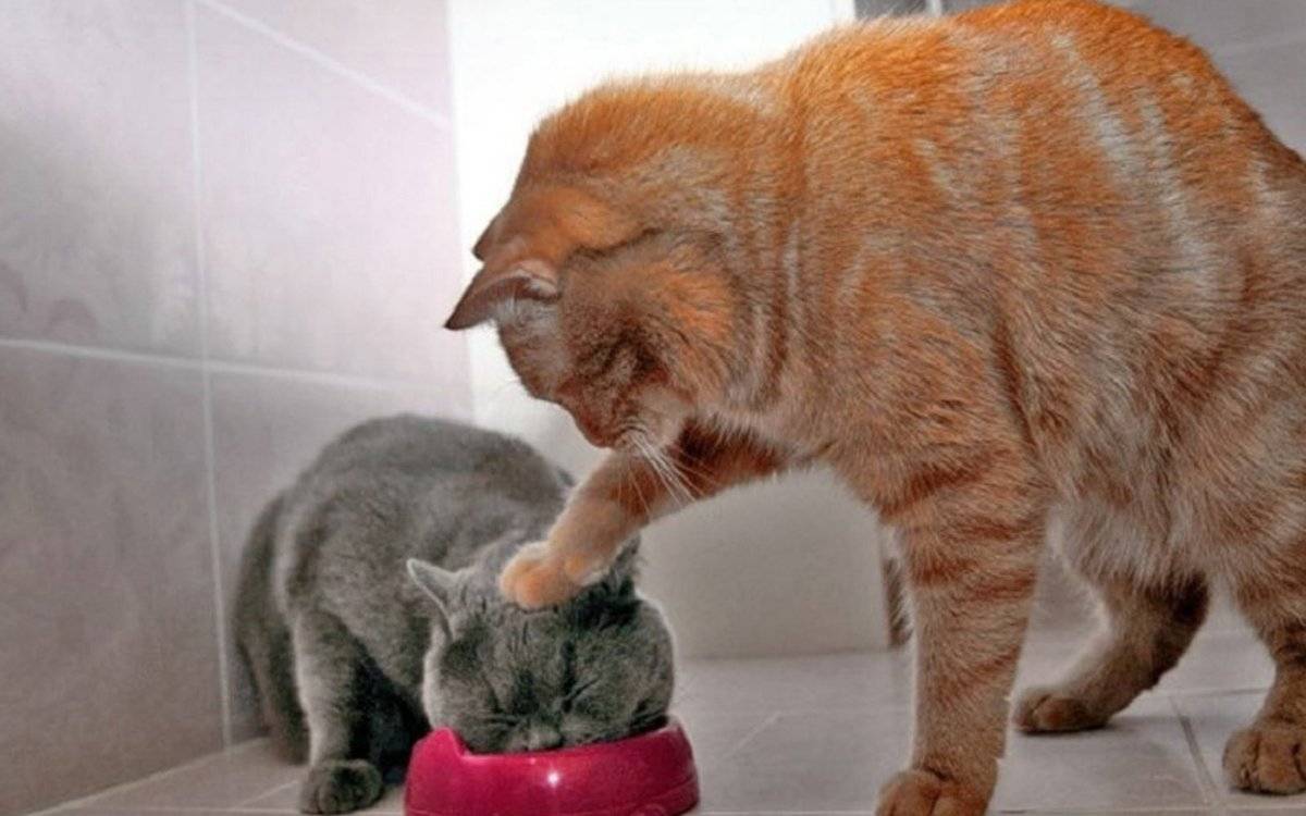 Кошка закапывает корм что это значит