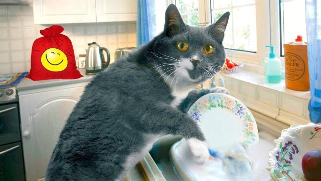 Британская порода кошек закапывают еду перед тем как ее поесть
