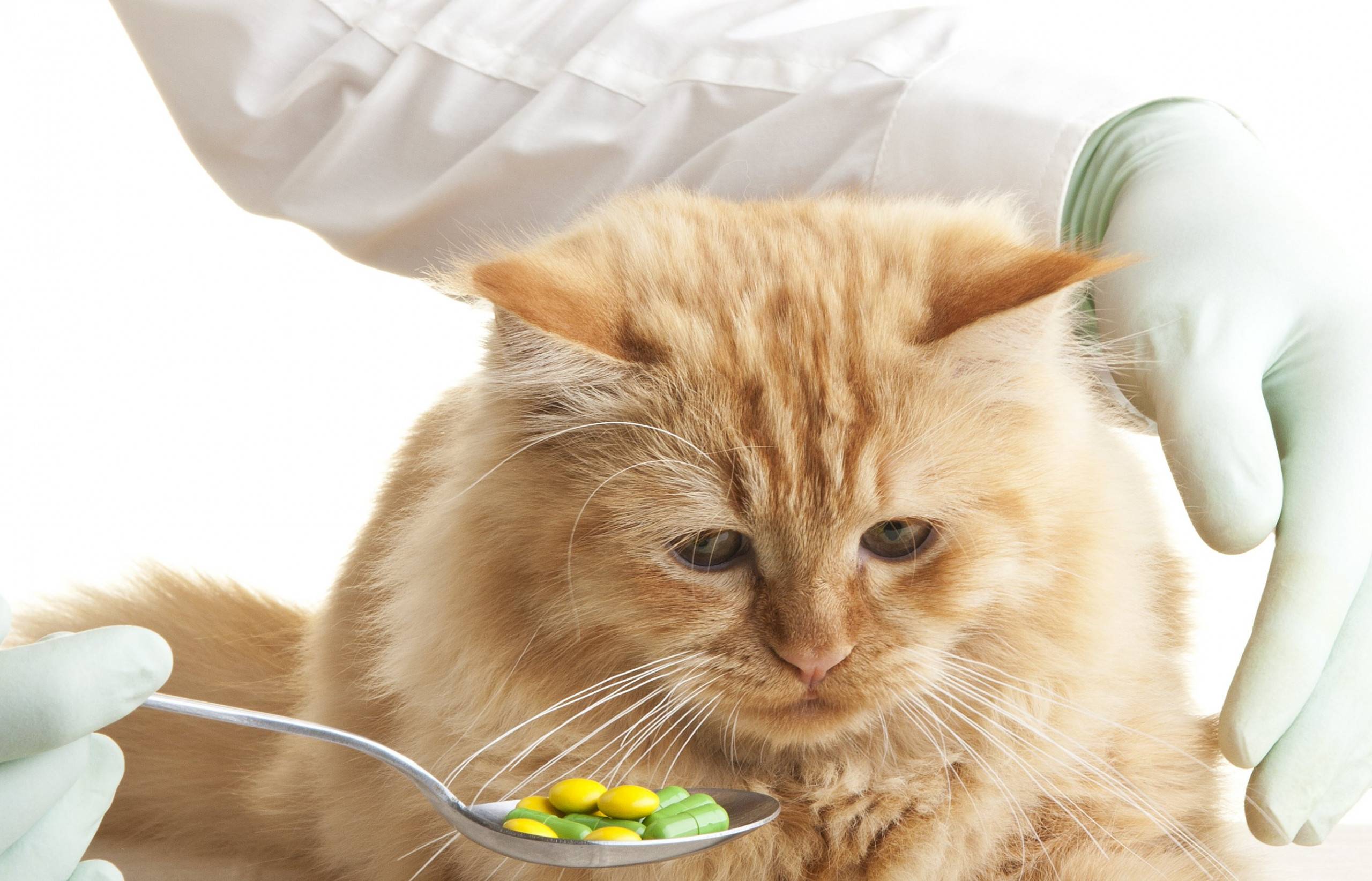 Какие витамины колят кошкам