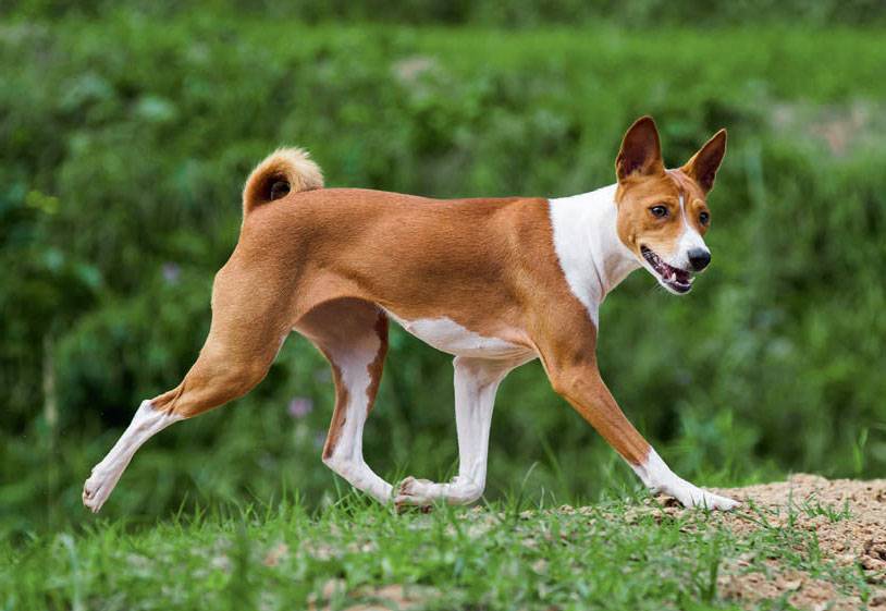Басенджи (африканская нелающая собака): описание породы и особенности характера, содержание и уход