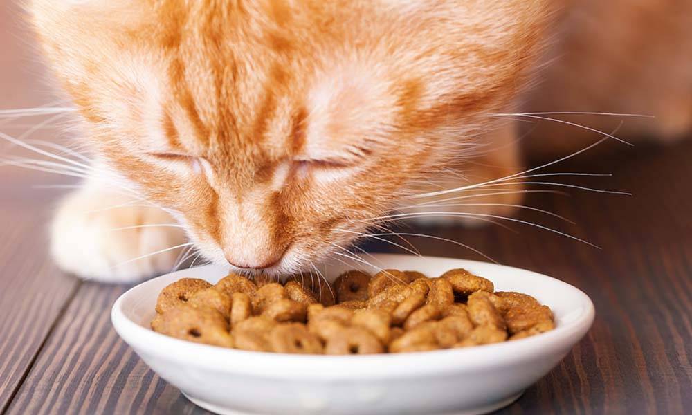 Корм для кошек при мочекаменной болезни уринари