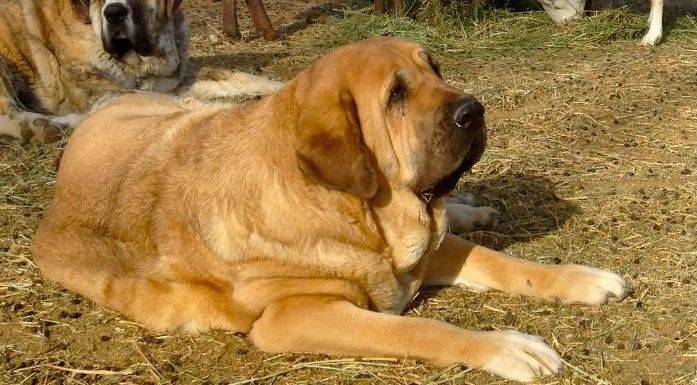 Испанский мастиф — фото, характеристика породы собак, описание, отзывы владельцев, характер