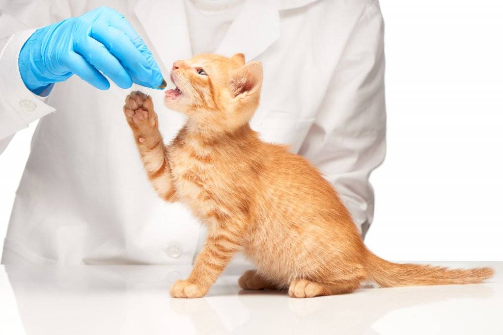 Какие нужно давать домашней кошке витамины