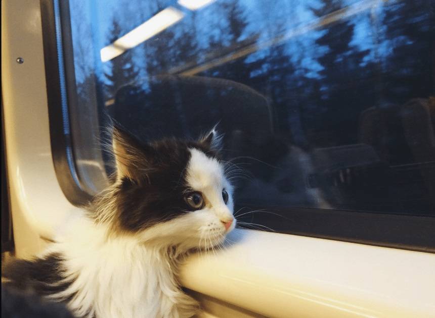 Как правильно перевезти кошку в поезде