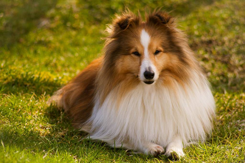 Шелти – фото собаки и ее описание