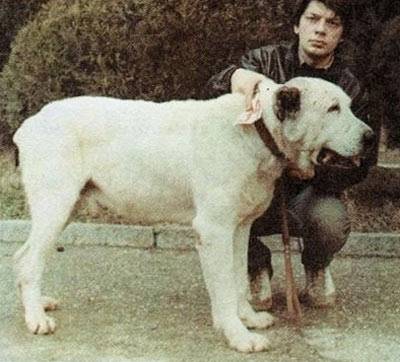 Порода самой большой собаки в мире алабай