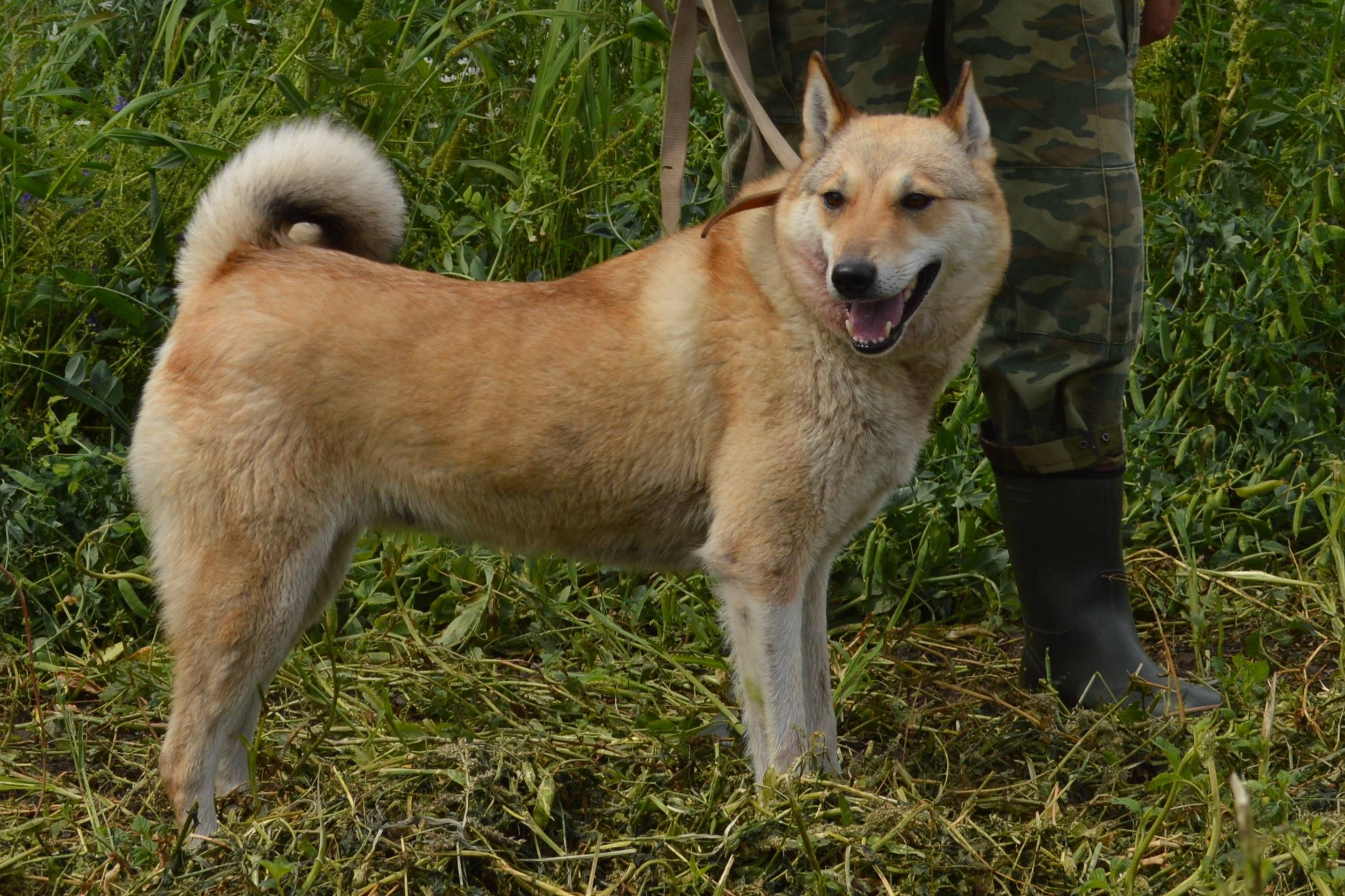 Западно-сибирская лайка: дрессировка собаки в домашних условиях