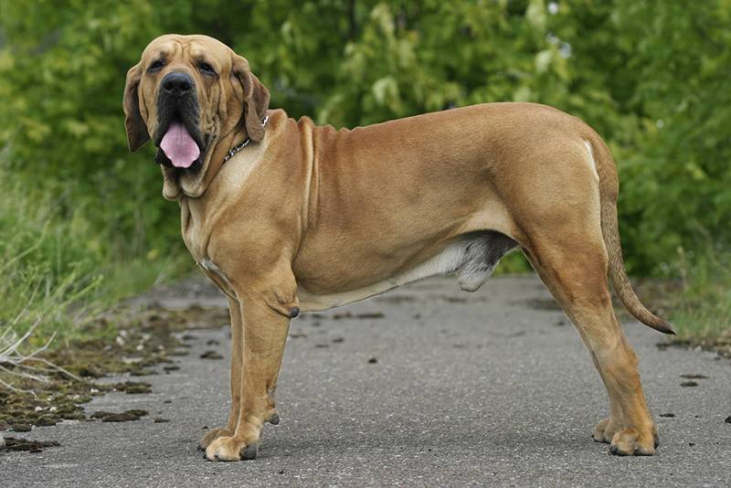 Фила бразилейро: как выглядит бразильский мастиф, содержание собаки и уход за ней, выбор щенков и цены, фото и отзывы владельцев