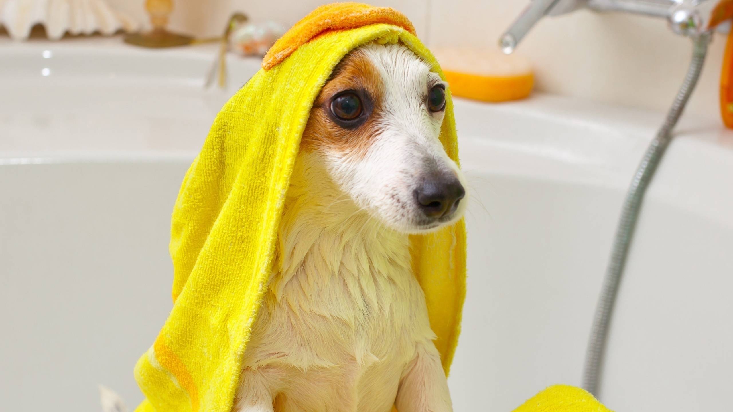Как часто можно мыть собаку: как правильно мыть собаку в домашних условиях